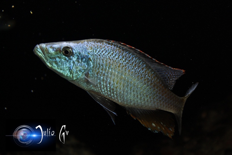 Dimidiochromis compressiceps